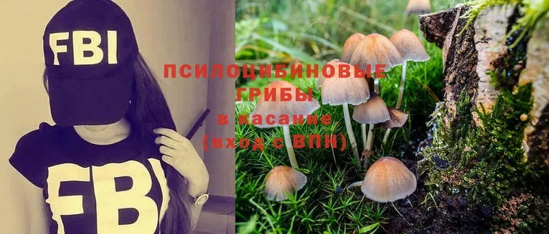 Псилоцибиновые грибы Psilocybe  Сафоново 